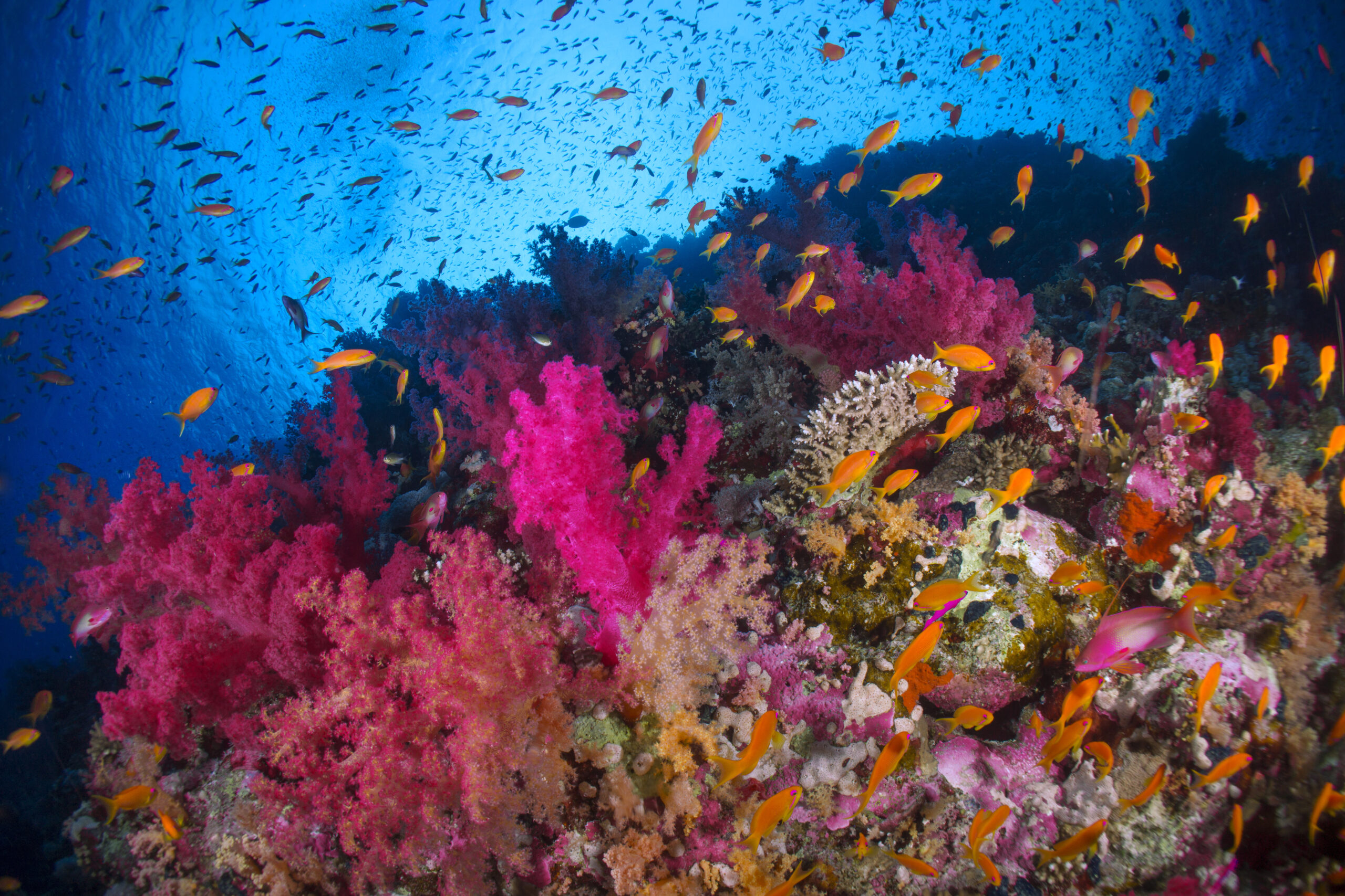 Coral en el fondo marino